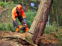 Best Hedge Trimming  in Nesquehoning, PA