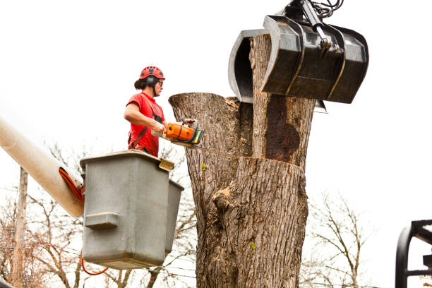 Best Seasonal Cleanup (Spring/Fall)  in Nesquehoning, PA